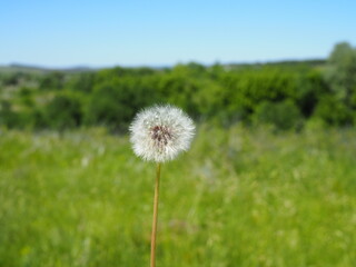 Obraz na płótnie Canvas Closed Bud of a dandelion. Dandelion white flowers in green grass. High quality photo