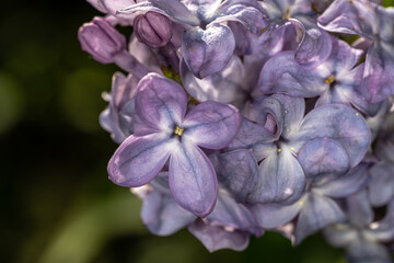 Flowers of Common Lilac (Syringa vulgaris 'Silver King')