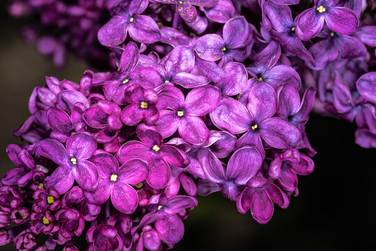 Flowers of Common Lilac (Syringa vulgaris 'Monge')