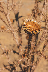 Close up Silybum marianum