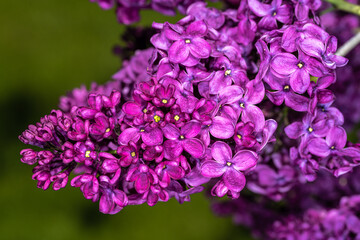 Flowers of Common Lilac (Syringa vulgaris 'Monge')