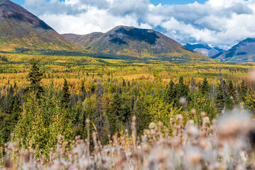 Natural landscape in northern Canada during autumn with yellow colors covering the boreal forest in...