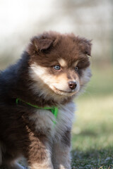 Portrait of a Finnish Lapphund dog and puppy