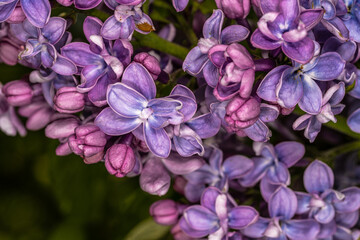 Fototapeta na wymiar Flowers of Common Lilac (Syringa vulgaris ‘Aucubaefolia’)