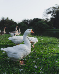 White goose