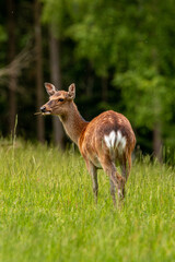 Naklejka na ściany i meble A fallow deer on green meadow