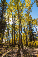 Obraz premium Fall in the boreal forest of Canada with yellow colored trees and blue sky background. Birch, spruce, pine trees. 
