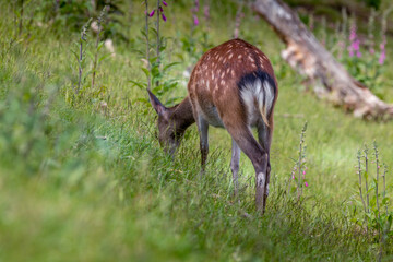 A fallow deer on green meadow