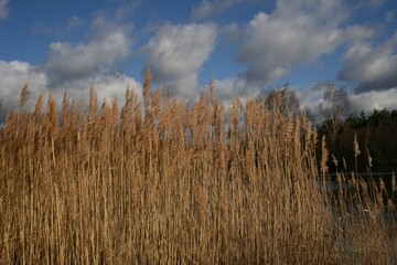 reeds on the lake