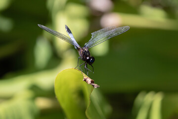 dragonfly on leaf