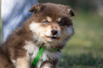 Portrait of a Finnish Lapphund dog and puppy