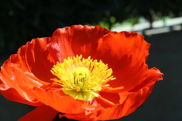 coquelicot