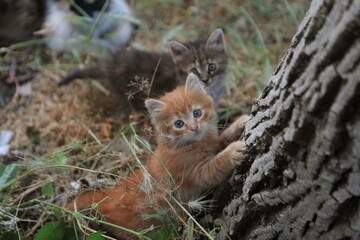 Homeless kittens play near the tree