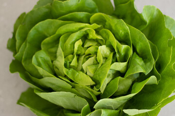 Obraz premium Head of lettuce isolated on white background