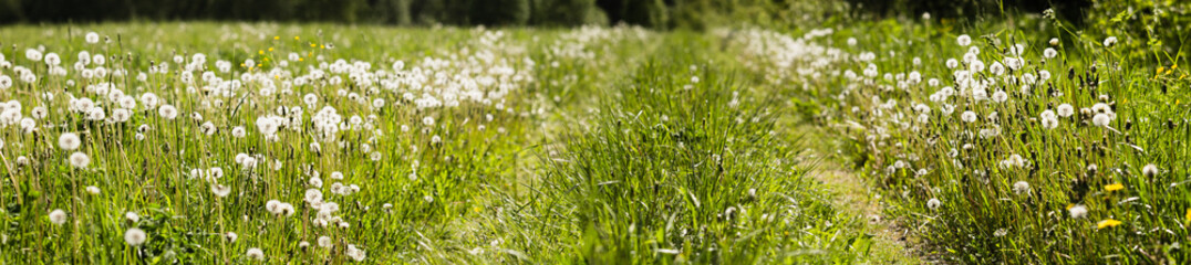 Meadow with lots of white dandelions in sunny day. Beautiful natural countryside landscape with blurry background