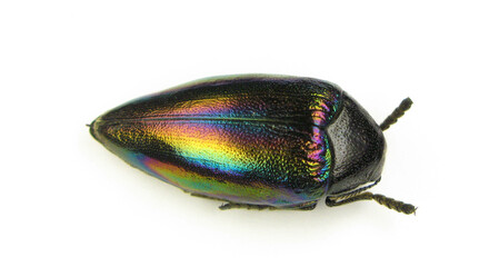 Beetle isolated on white. Real jewell beetle Sternocera iris from Congo rainbow iridescent metallic color macro. Buprestidae. Coleoptera. Collection beetles. Entomology. Insect 