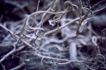 branches of plant, Halloweet background