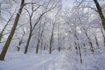 Winter landscape with snow-covered forest. Sunny day, adventure hiking deep in the forest, trail or pathway relaxing scenic view. Seasonal winter nature landscape, frozen woodland, serene peacefulness