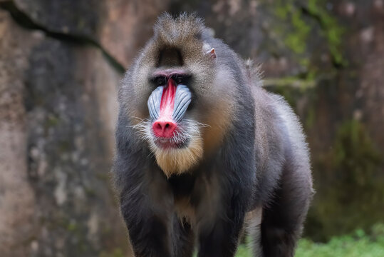 マンドリル の画像 10 766 件の Stock 写真 ベクターおよびビデオ Adobe Stock