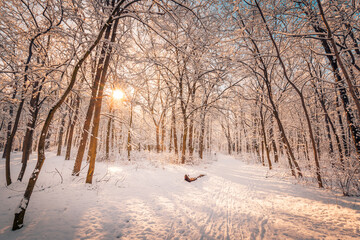 Winter landscape with snow-covered forest. Sunny day, adventure hiking deep in the forest, trail or pathway relaxing scenic view. Seasonal winter nature landscape, frozen woodland, serene peacefulness