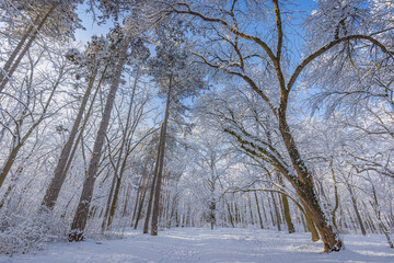 Fototapeta premium Winter landscape with snow-covered forest. Sunny day, adventure hiking deep in the forest, trail or pathway relaxing scenic view. Seasonal winter nature landscape, frozen woodland, serene peacefulness