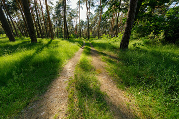Fototapeta na wymiar forest with path and bright sun shining through the trees