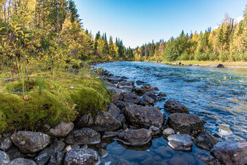 Stunning boreal forest views in northern Canada during fall, autumn with golden colors covering the...