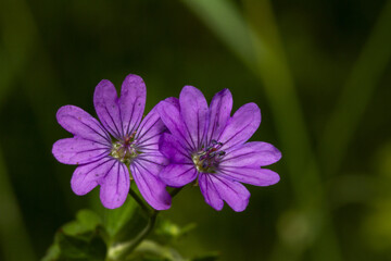fleurs mauve sauvage