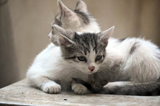 Turkish stray kitten. Homeless kitten. Istanbul Turkeytwo kitten. 2 cats.