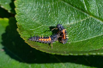 Cannibalism with the larva of a Harlequin ladybird beetle, Harmonia axyridis, eating a larva of the same species