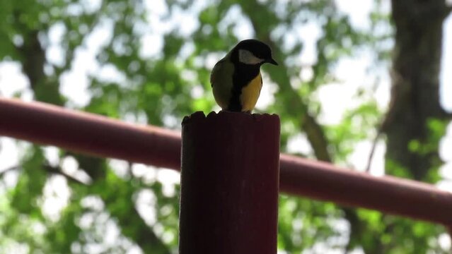 A blue tit (Parus major) sits on a metal pipe. Spring. Video.