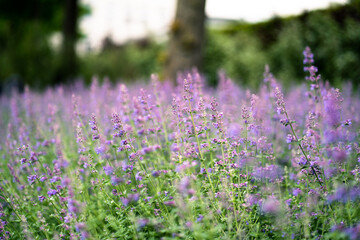 Lavender in wind