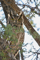 Spotted Eagle Owl in a tree in the Kgalagadi