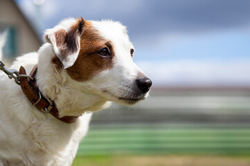 Portrait of Jack Russell Terrier on natural background in sunlight. Concept of friendship, pets.