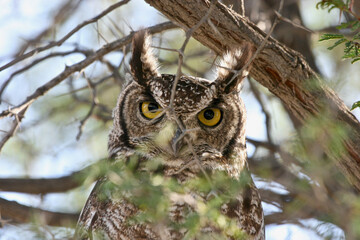 Spotted Eagle Owl in a tree in the Kgalagadi