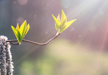 A branch with leaves in the sunlight with room for text. A natural, natural background.