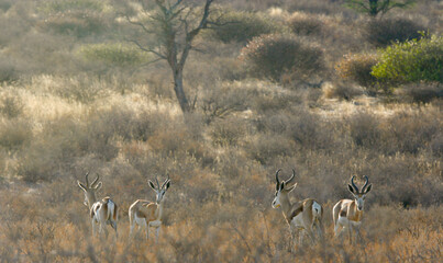 Springbok in the Kgalagadi