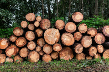 Deforestación de bosque por tala indiscriminada de árboles.
