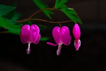 Close up of heart-shaped Bleeding heart flower in pink and white color on green blurred background. Dicentra spectabilis pink bleeding hearts in bloom on the branches, romantic flowers.