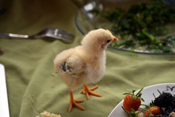 Yellow chick. Cute yellow chick.