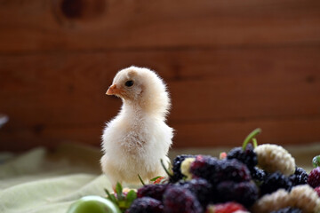 Chick