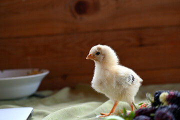 Chick
