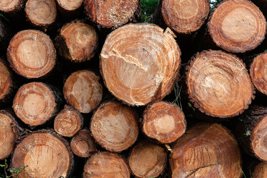 Corte de troncos de árbol y sus secciones aserradas.