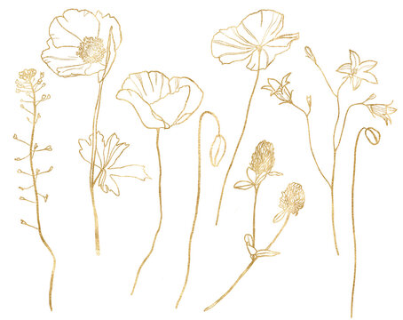 Watercolor meadow gold flowers set of capsella, poppy, campanula and clover. Hand painted linear floral illustration isolated on white background. For design, print, fabric or background.