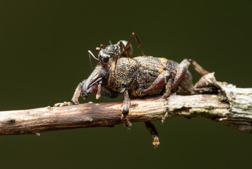 Beetle Large pine weevil