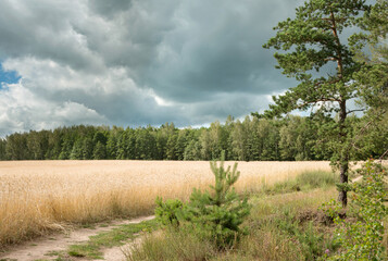 The nature of Belarus - a calm summer landscape on the banks of the Berezina River