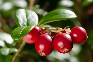 Nature of Europe - large ripe red lingonberries (cowberry) on a branch in the forest