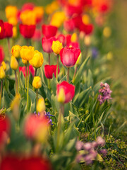 Fototapeta premium Colorful tulips on the tulip field in spring