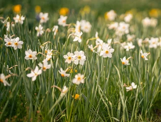 Foto op Plexiglas Nice white narcis flowers in the field © Horváth Botond