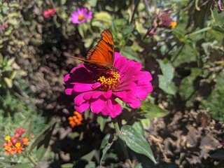 butterfly on flower